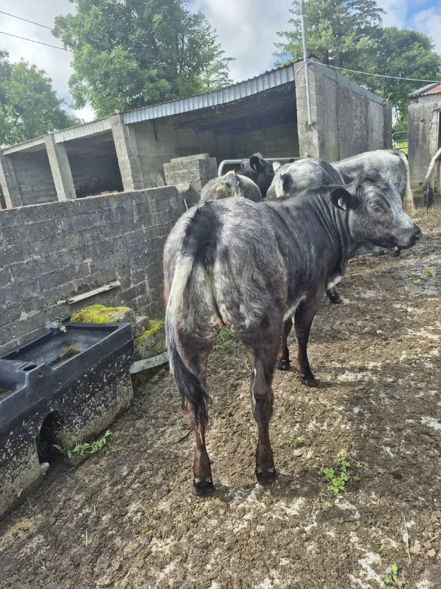 5 Limousin and 1 Belgian Blue Heifers - Image 2