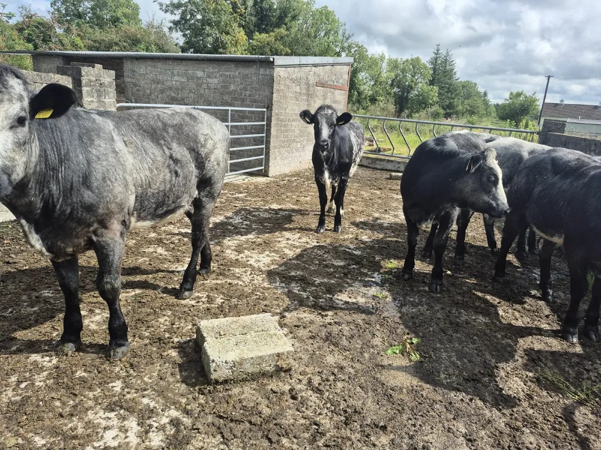 5 Limousin and 1 Belgian Blue Heifers - Image 3