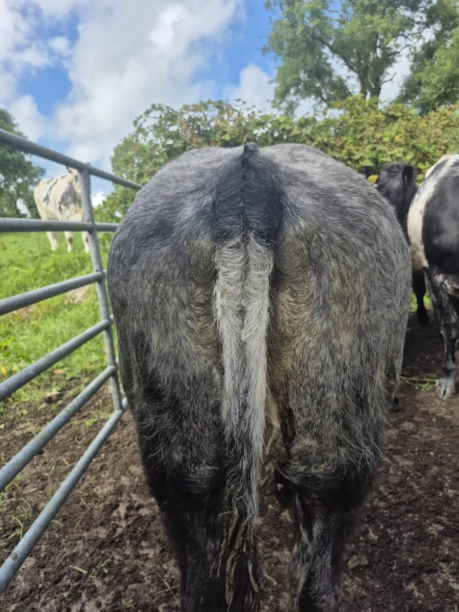 5 Limousin and 1 Belgian Blue Heifers - Image 4