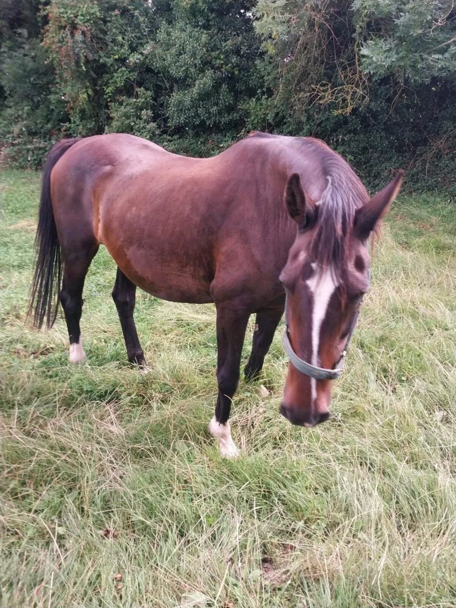 CRUISING MARE FOR SALE - Image 1