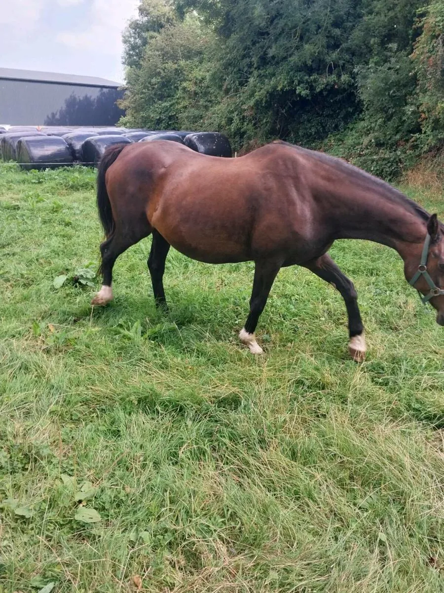 CRUISING MARE FOR SALE - Image 2
