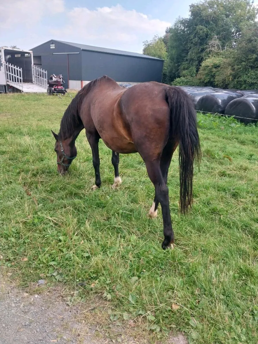 CRUISING MARE FOR SALE - Image 3