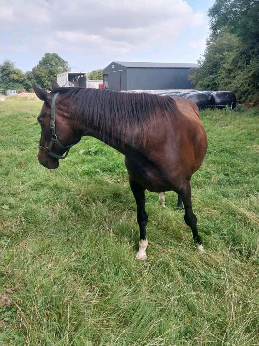 CRUISING MARE FOR SALE - Image 4