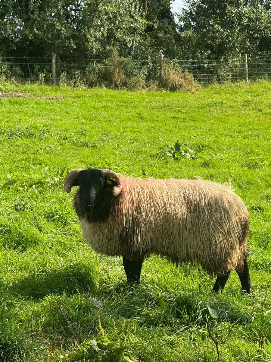 Blackface horned ram lambs - Image 2