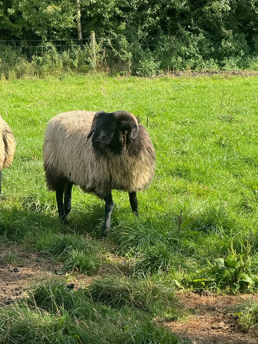 Blackface horned ram lambs - Image 3