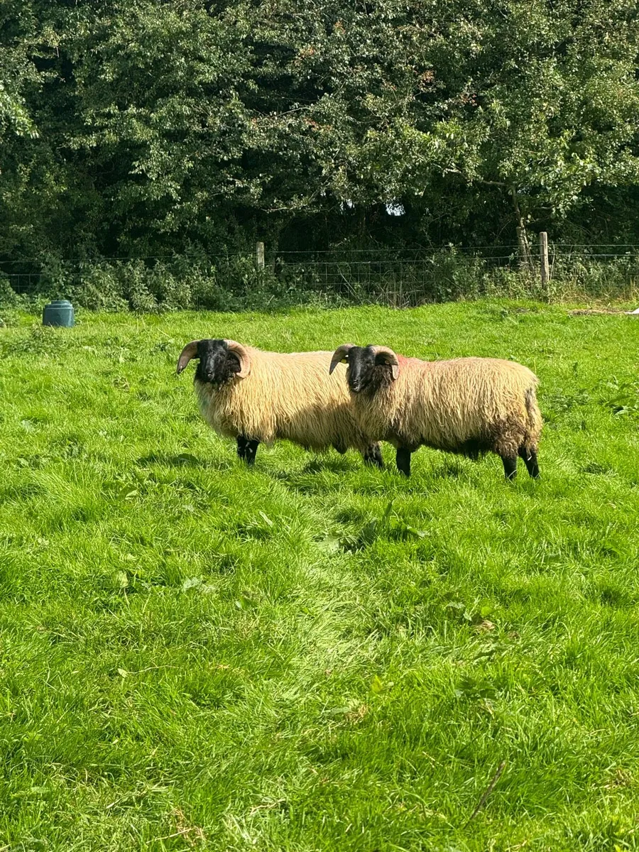 Blackface horned ram lambs - Image 4