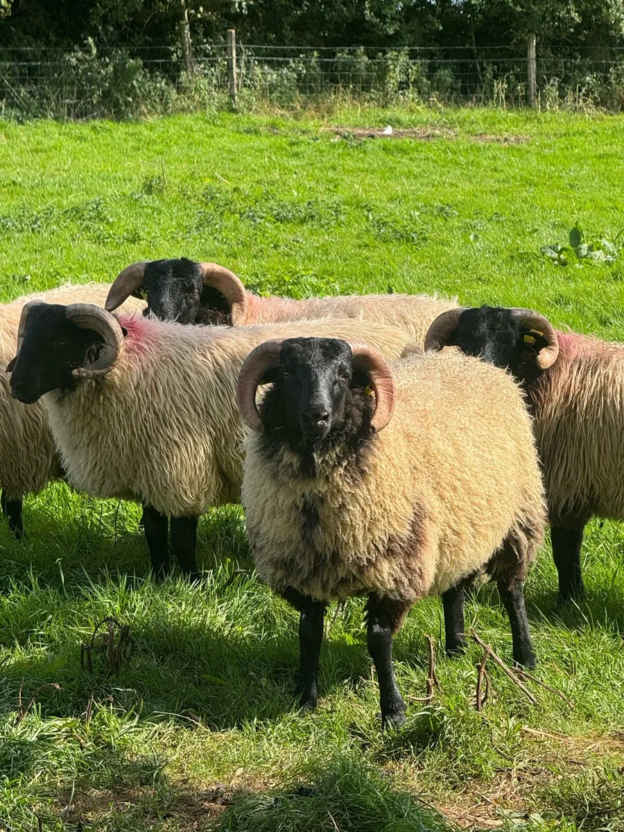 Blackface horned ram lambs - Image 1