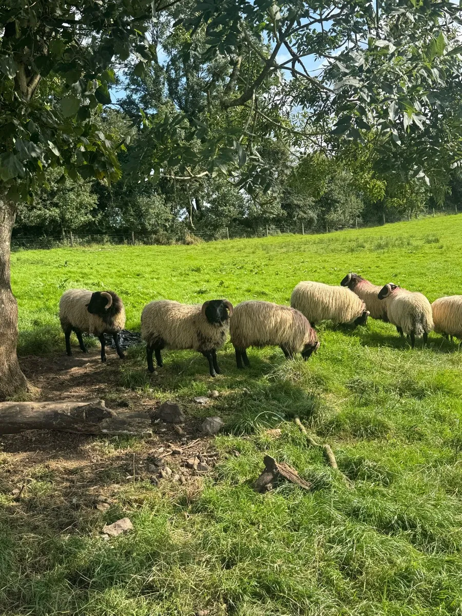 Blackface horned ram lambs - Image 1