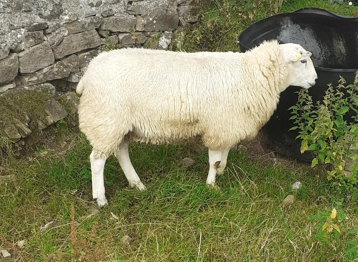 Pbr belclare ram lamb - Image 3