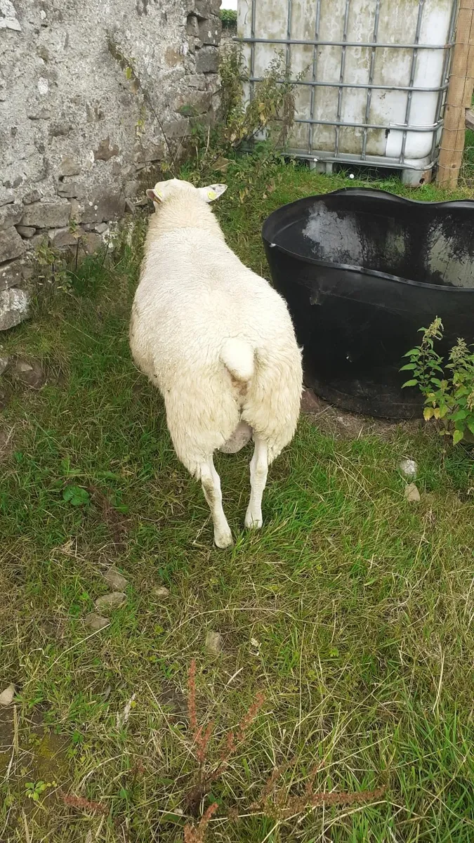 Pbr belclare ram lamb - Image 4