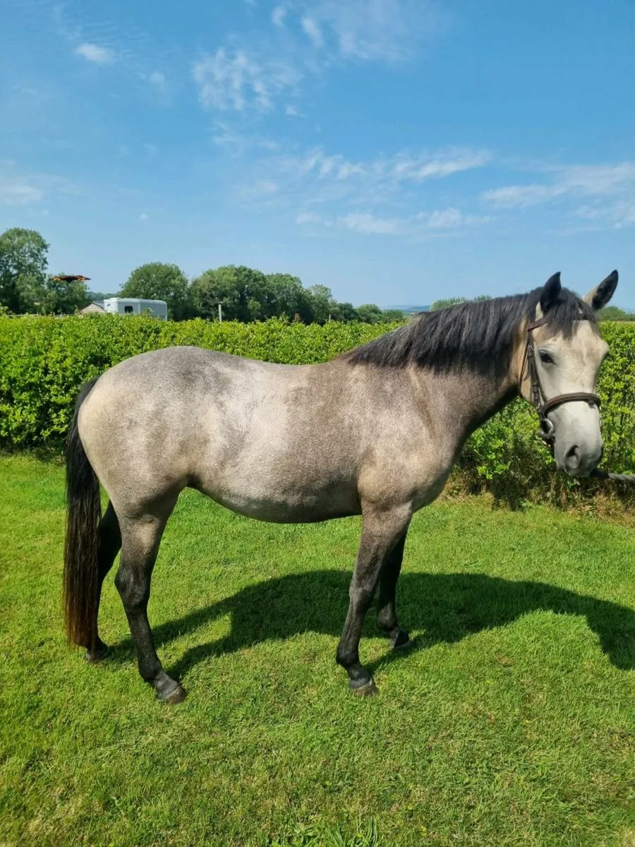 Connemara 2 year old filly - Image 1