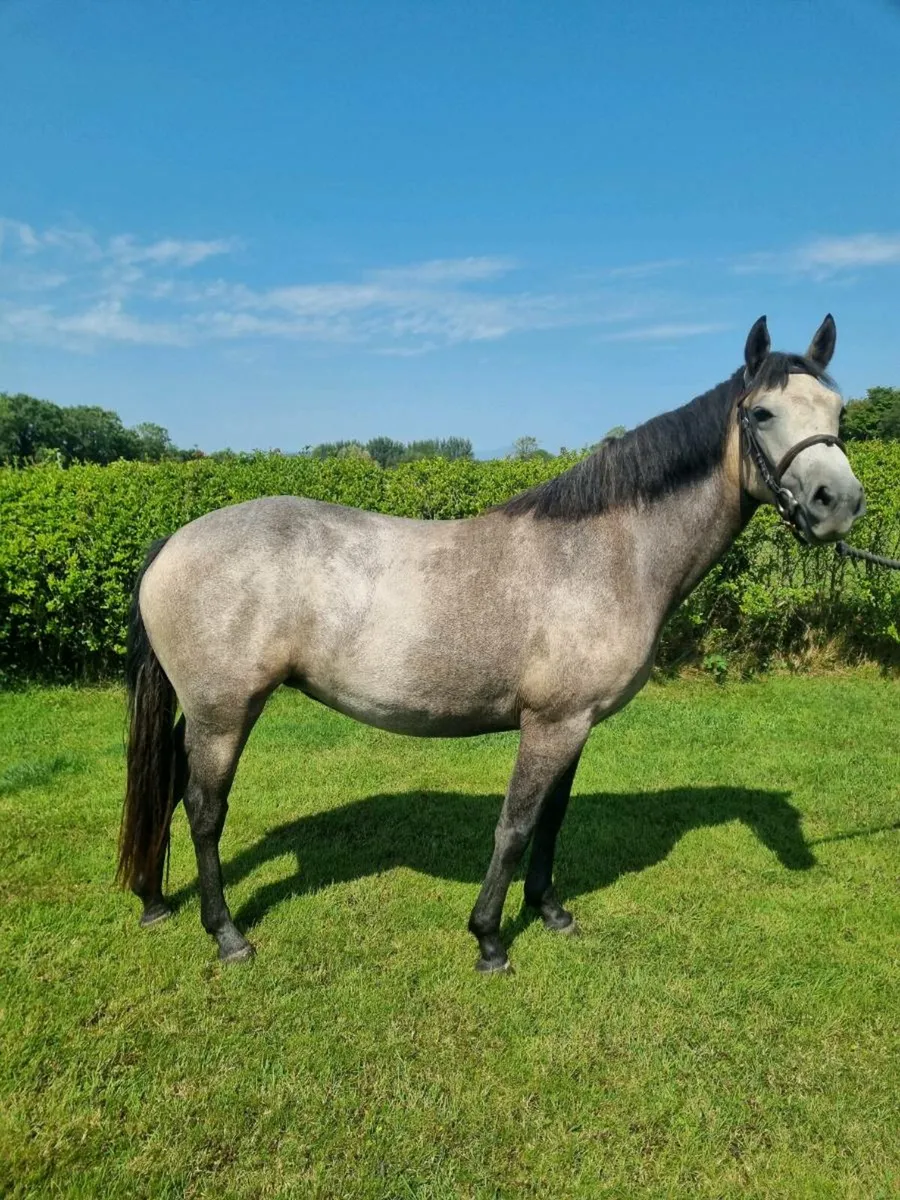 Connemara 2 year old filly - Image 2