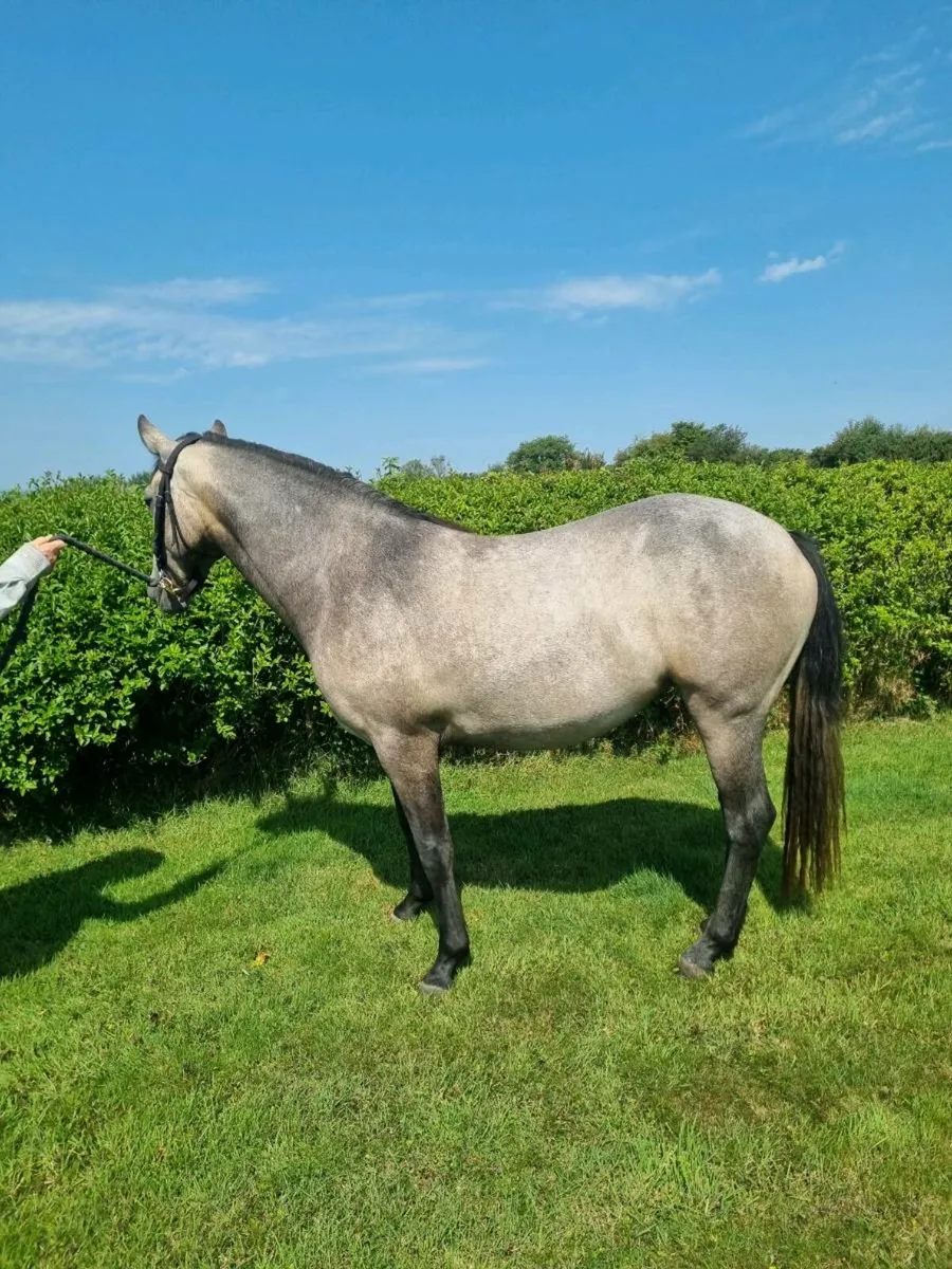Connemara 2 year old filly - Image 3
