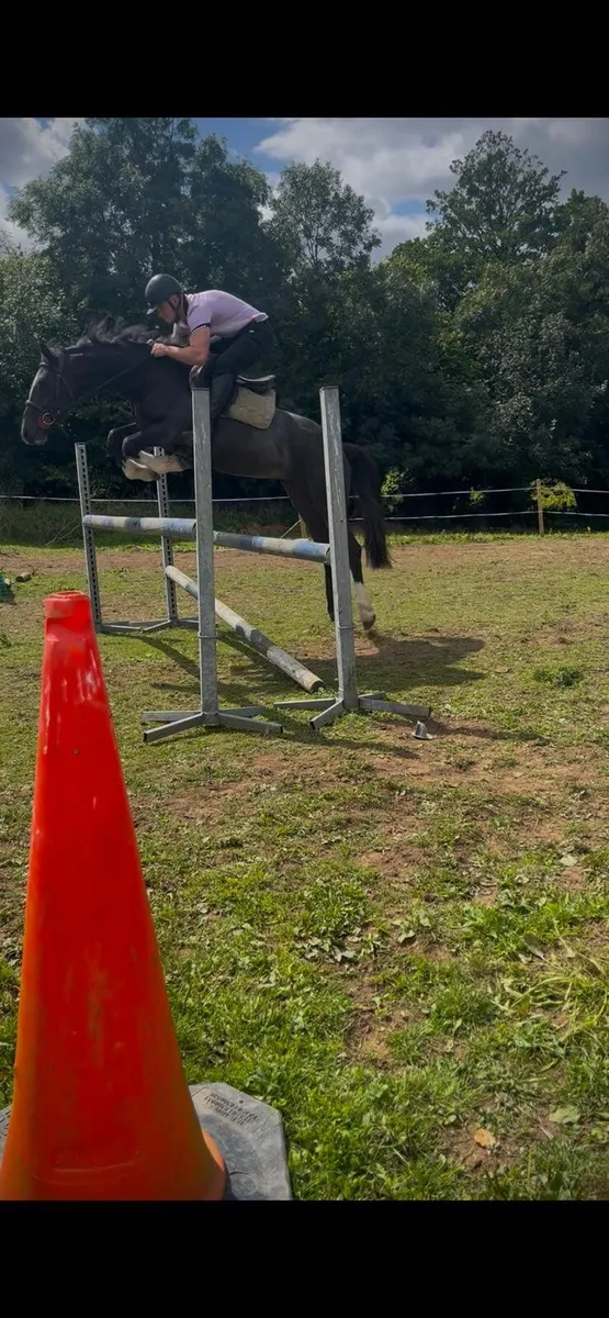 Sport horse - Image 1
