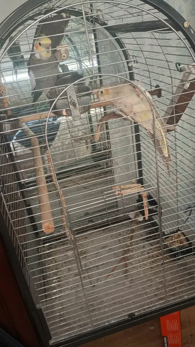 3 Cockatiel + big cage 80 for the lot - Image 2