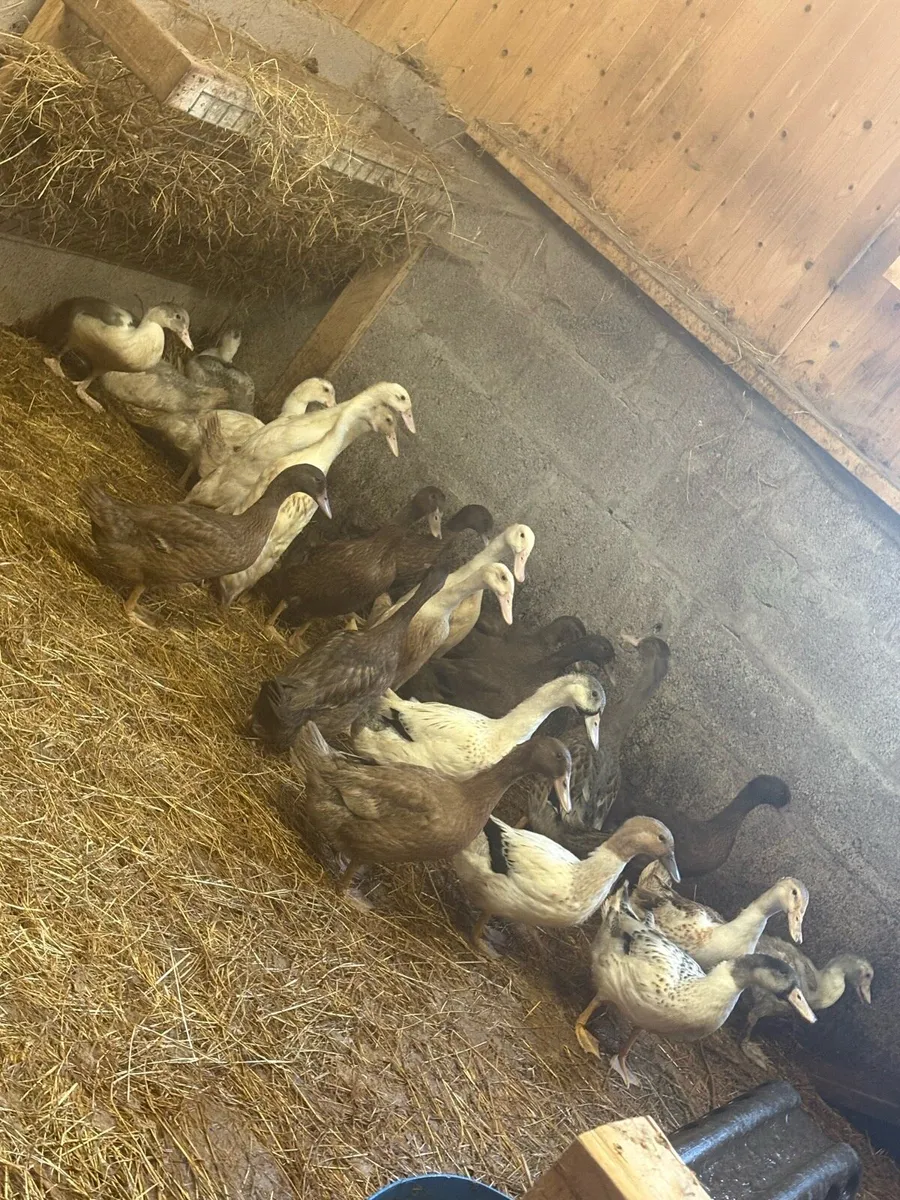 Ducks - Image 2