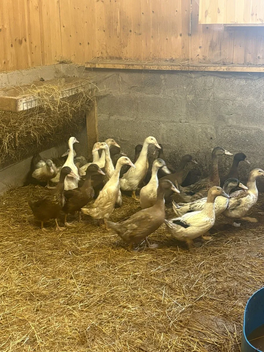 Ducks - Image 3