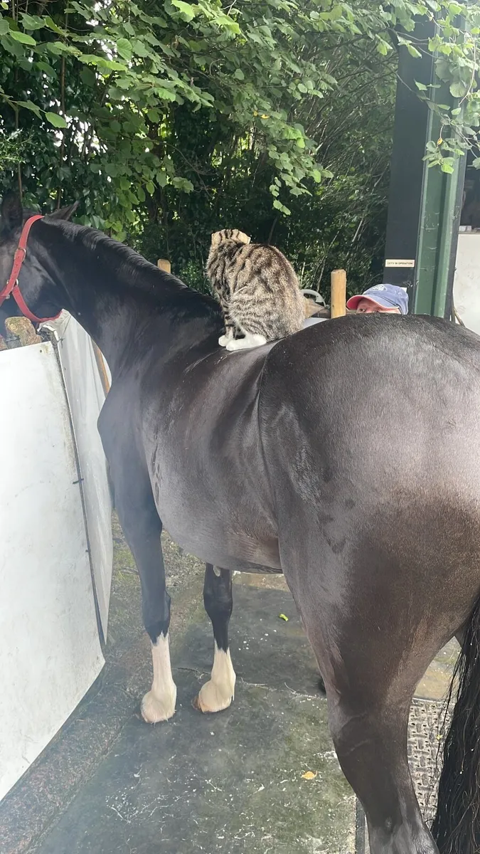 Sport horse - Image 2