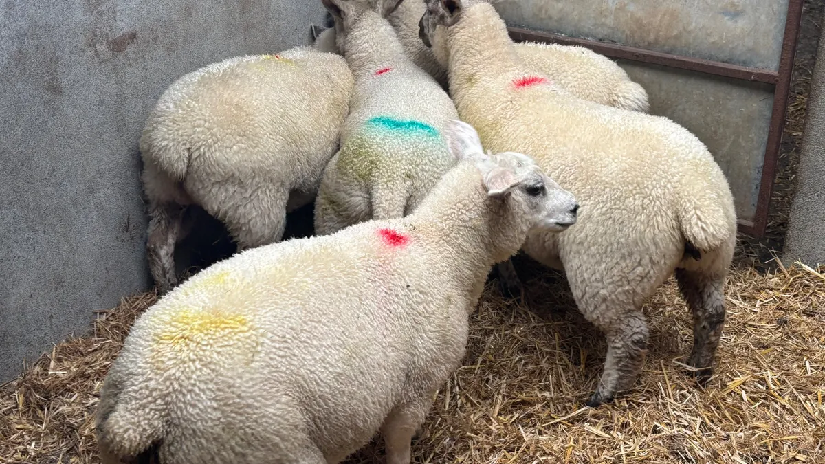 5 Ewe Lambs - Image 4
