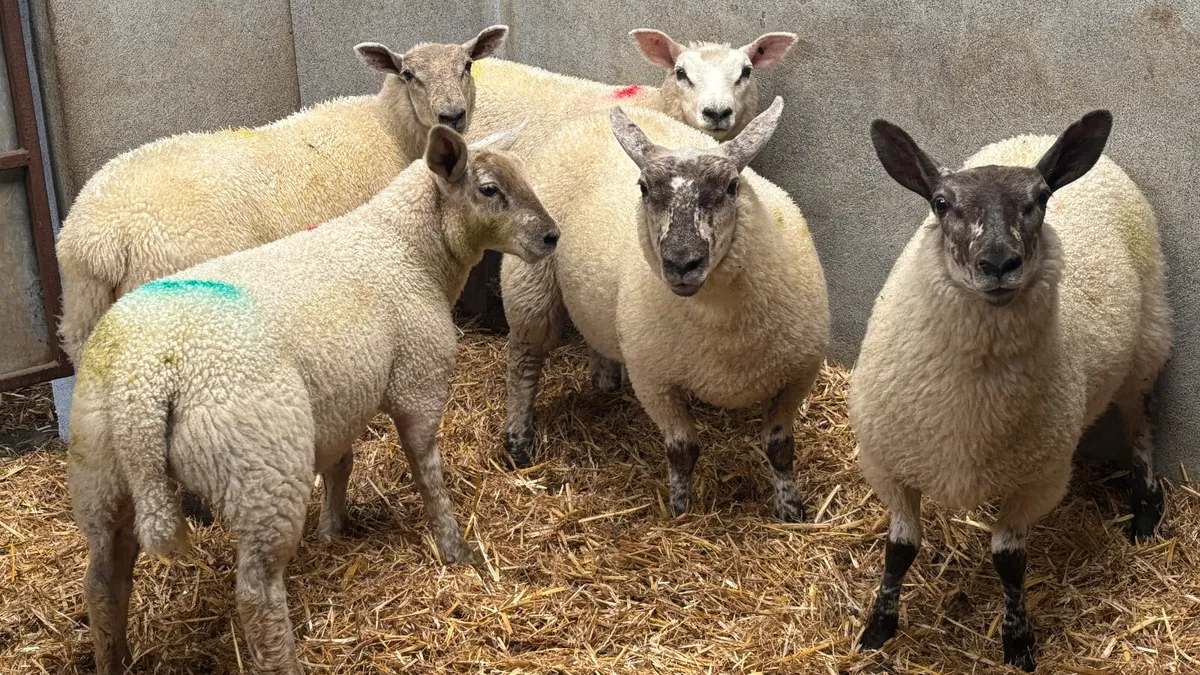 5 Ewe Lambs - Image 2