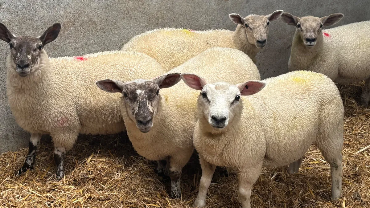 5 Ewe Lambs - Image 1