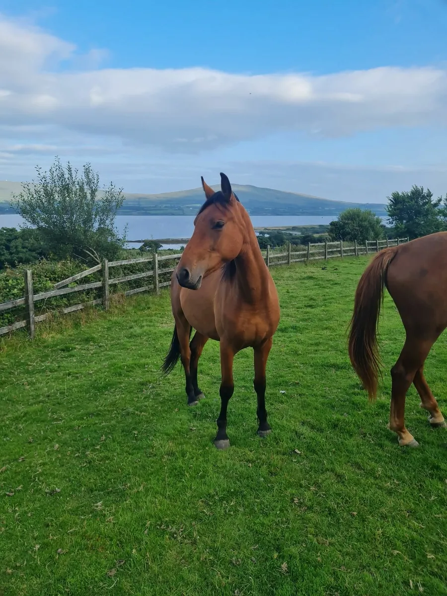2 year old sports horse - Image 1