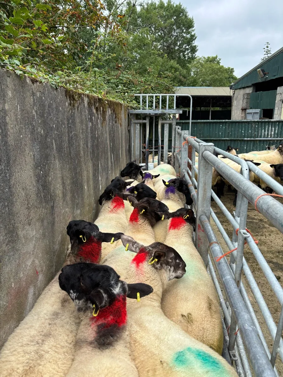 Suffolk x hoggetts for Manorhamilton Mart today. - Image 1