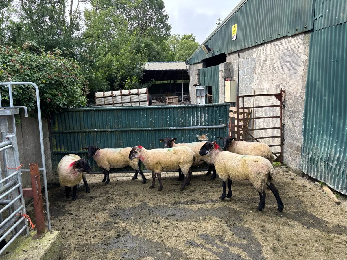 Suffolk x hoggetts for Manorhamilton Mart today. - Image 2