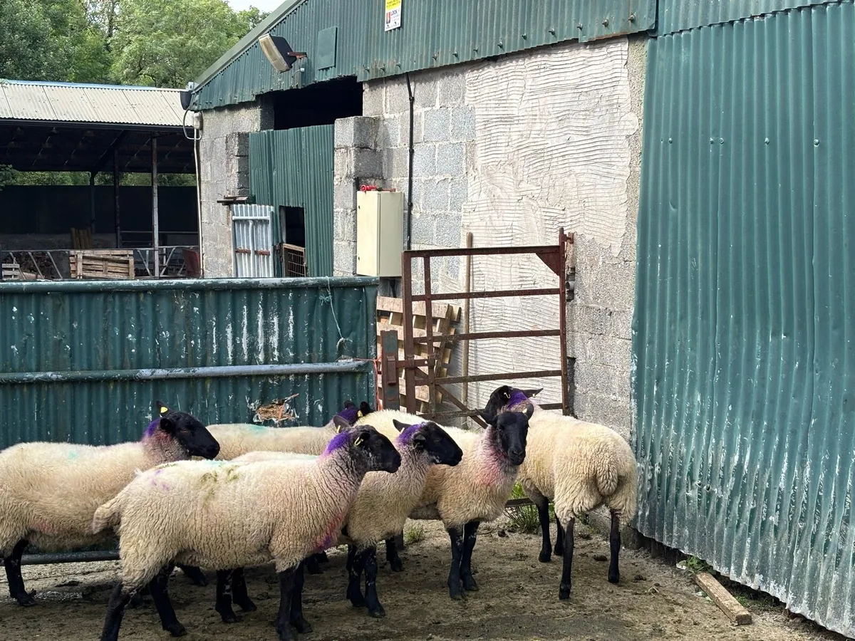 Suffolk x hoggetts for Manorhamilton Mart today. - Image 3