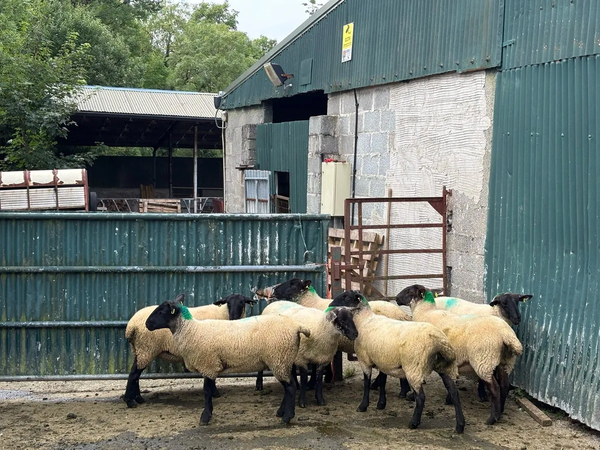 Suffolk x hoggetts for Manorhamilton Mart today. - Image 4