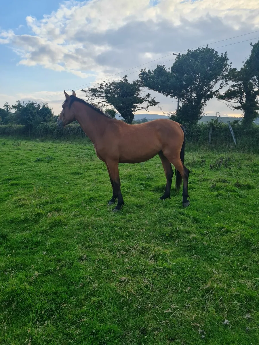 2 year old sports horse - Image 2