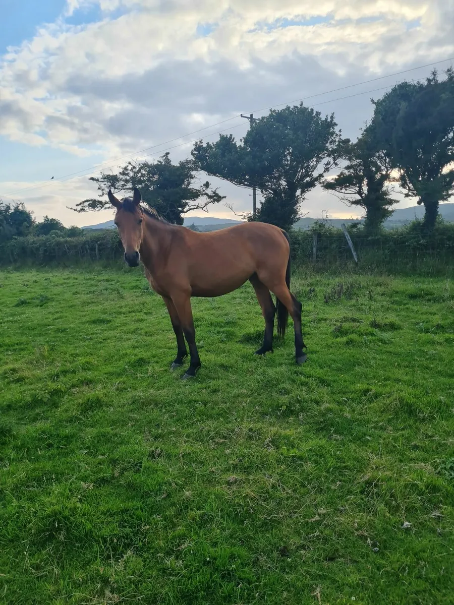 2 year old sports horse - Image 4