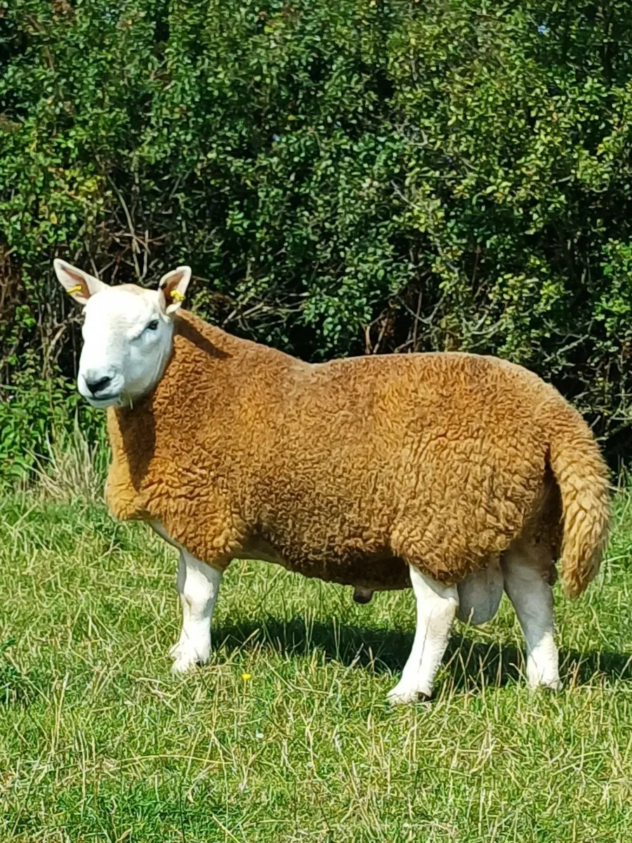 Sheep - Image 1