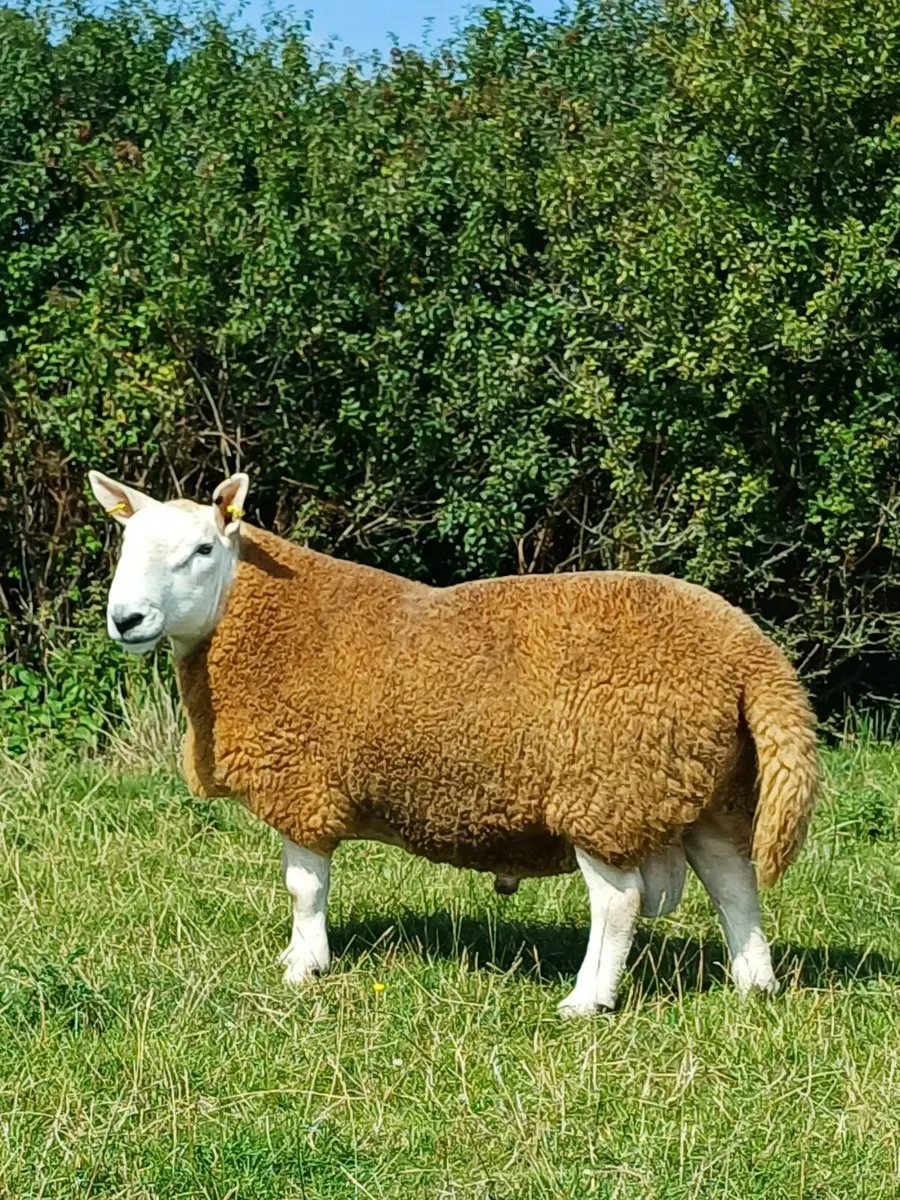Sheep - Image 2