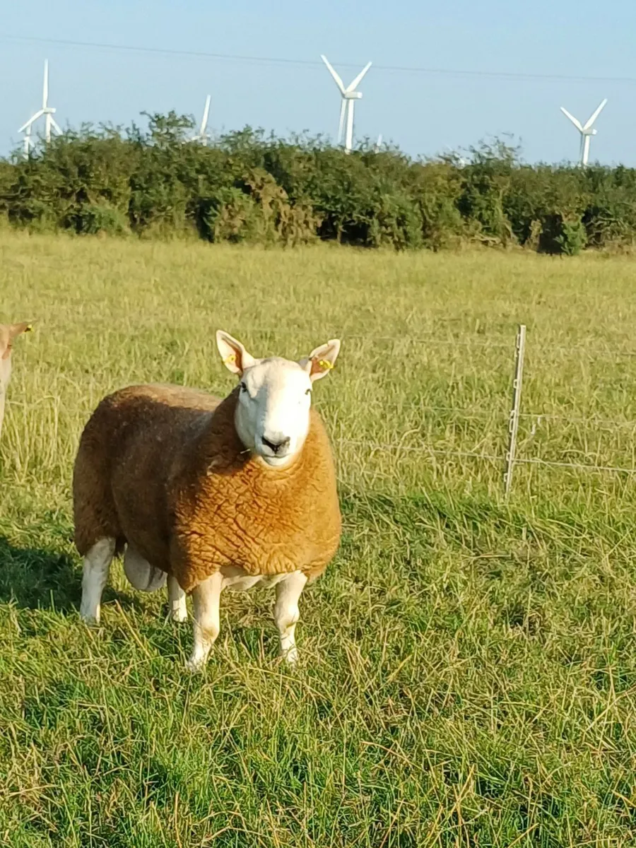 Sheep - Image 3