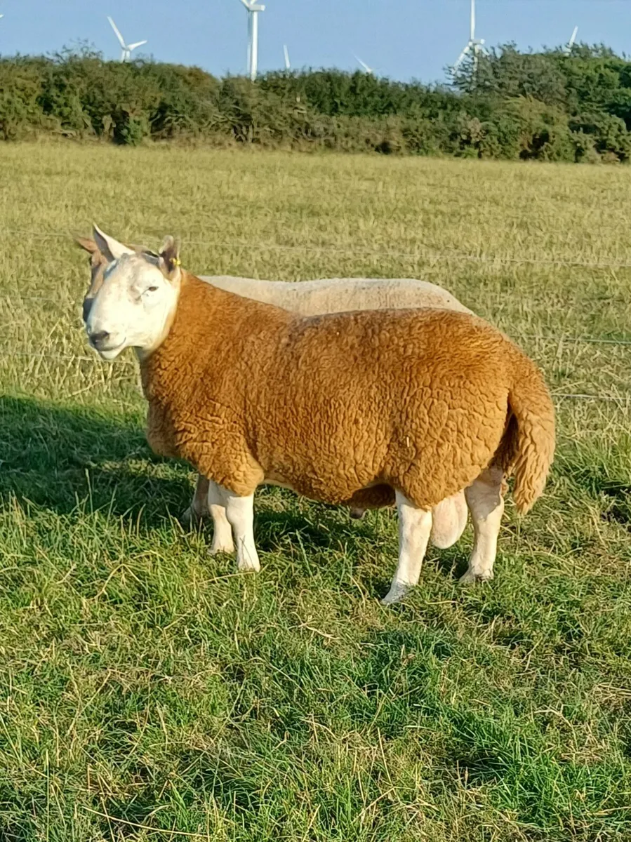 Sheep - Image 4