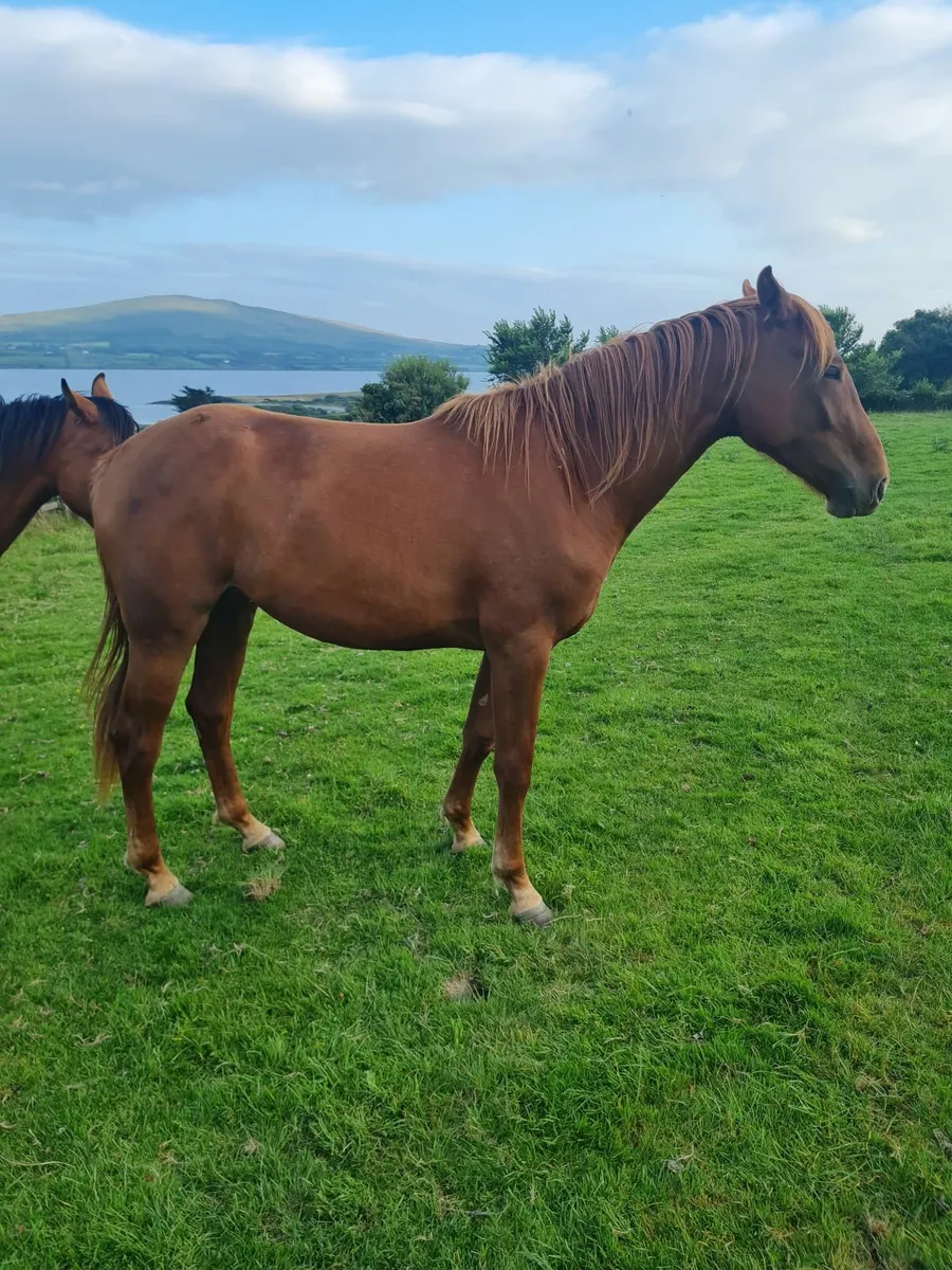 2 year old sports horse - Image 3