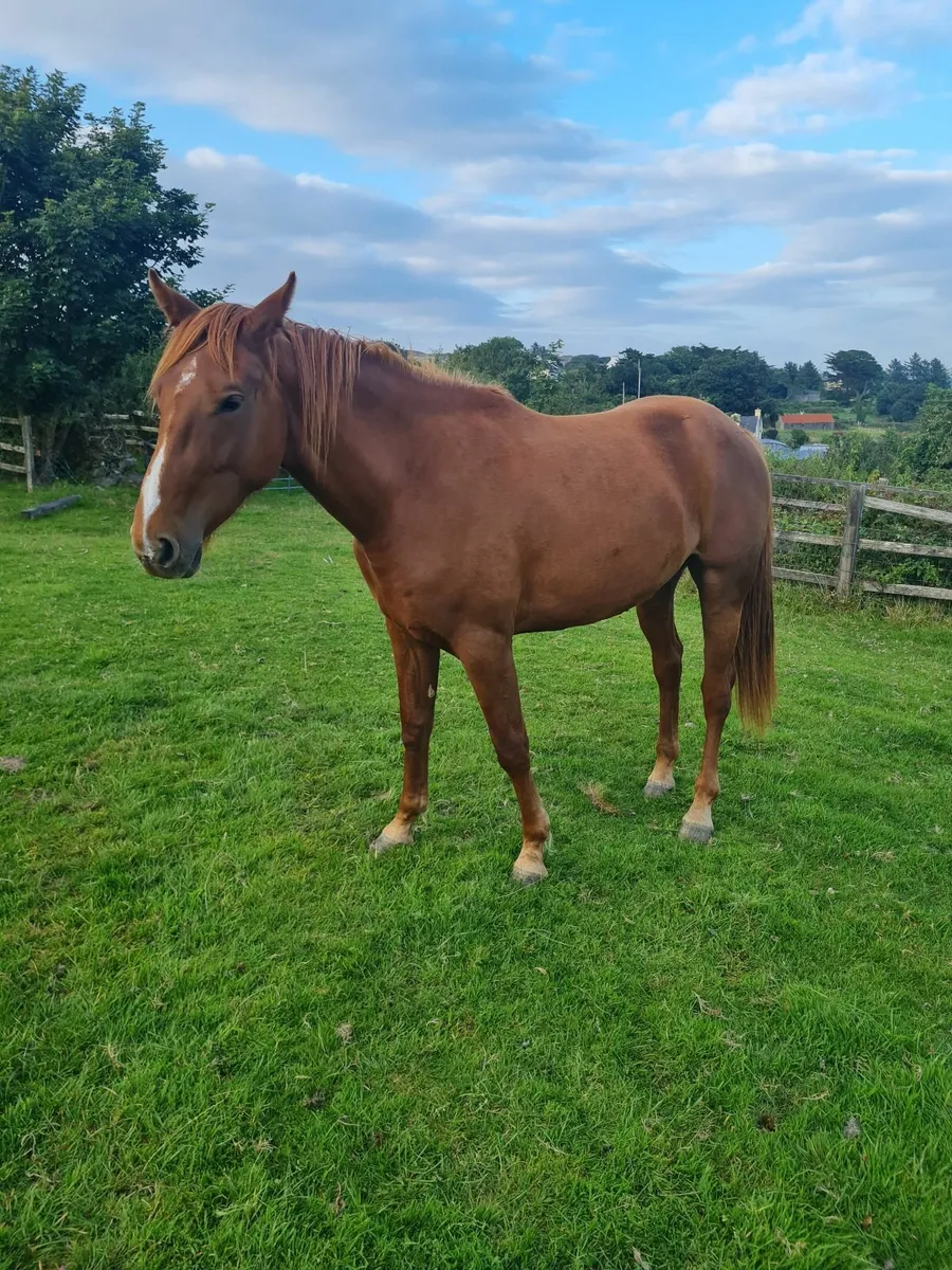 2 year old sports horse - Image 4