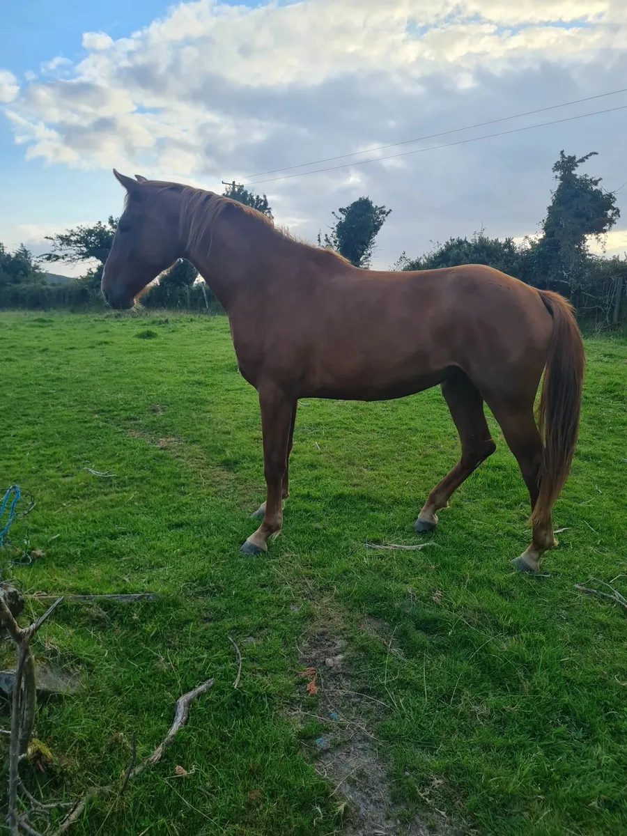 2 year old sports horse - Image 1