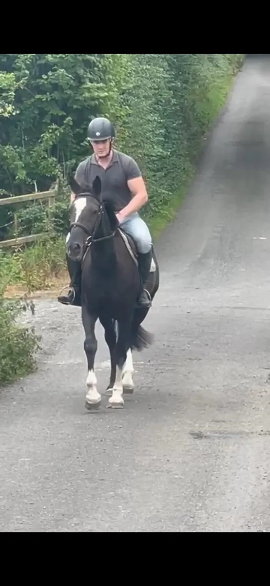 Sport horse - Image 3