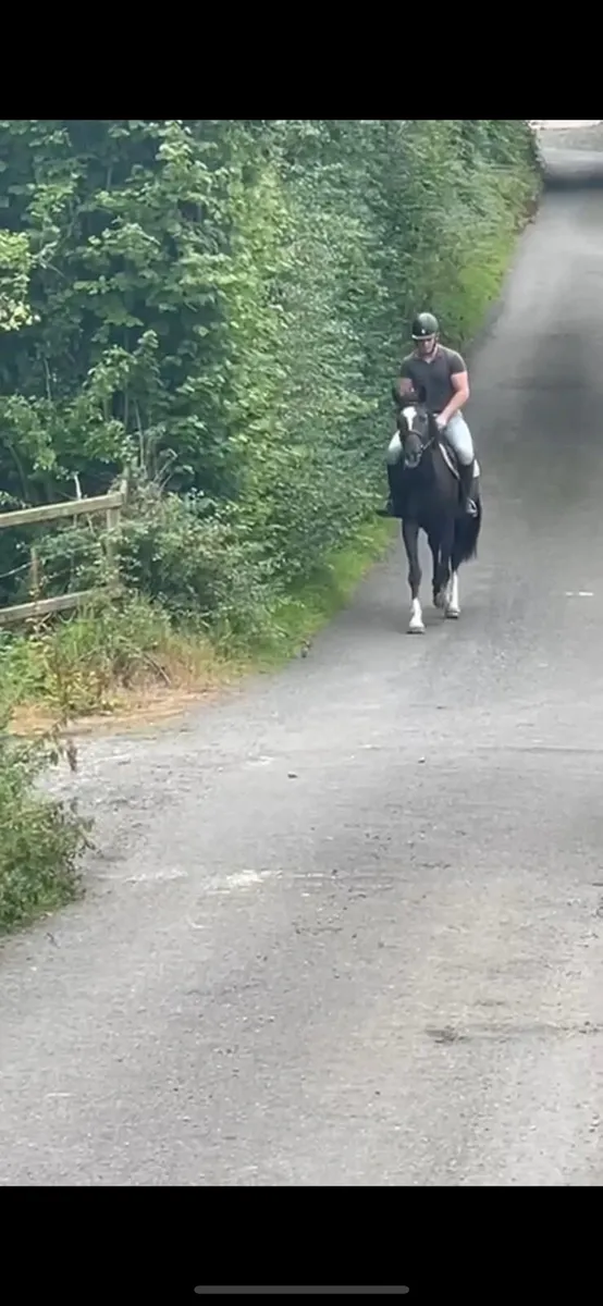 Sport horse - Image 4