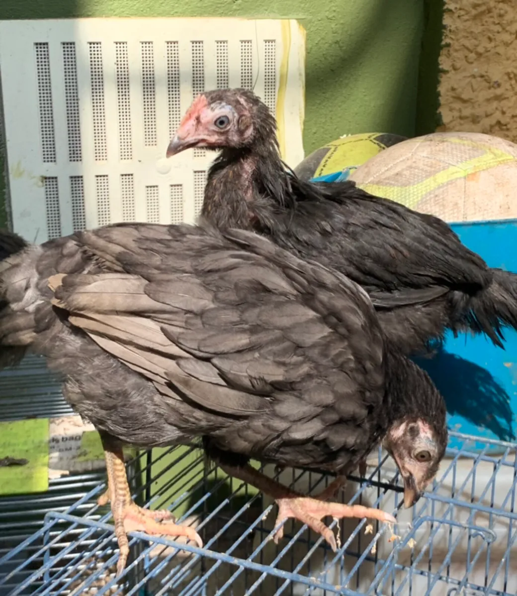 Hen & her 11 baby chicken - Image 2