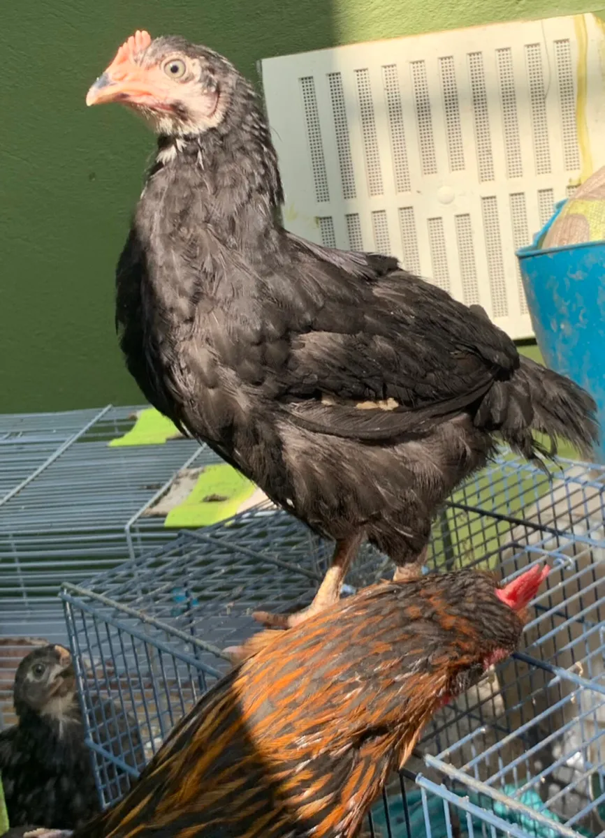 Hen & her 11 baby chicken - Image 3
