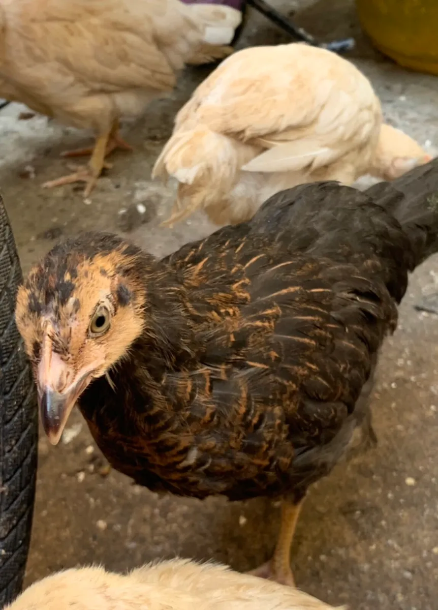 Hen & her 11 baby chicken - Image 4