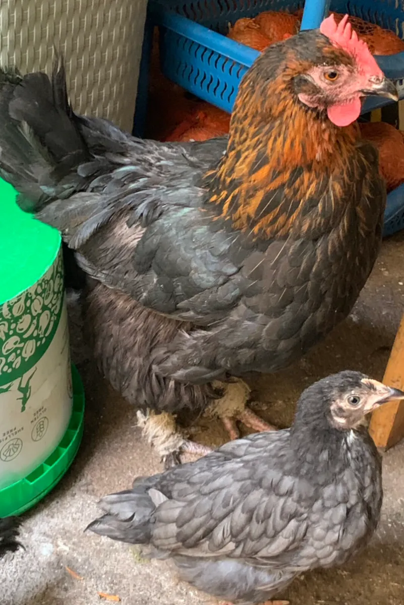 Hen & her 11 baby chicken - Image 1