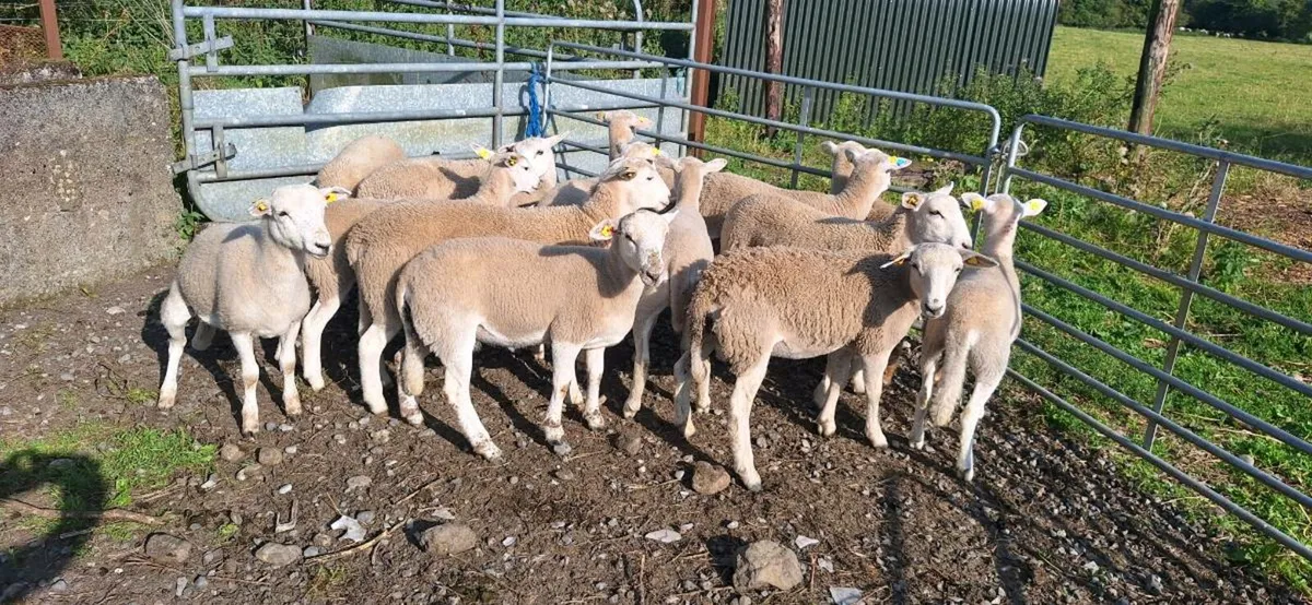 12 Easycare ewe  lambs - Image 1