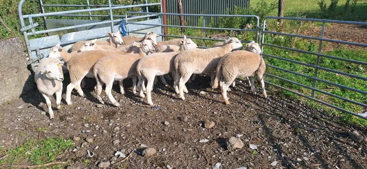12 Easycare ewe  lambs - Image 2