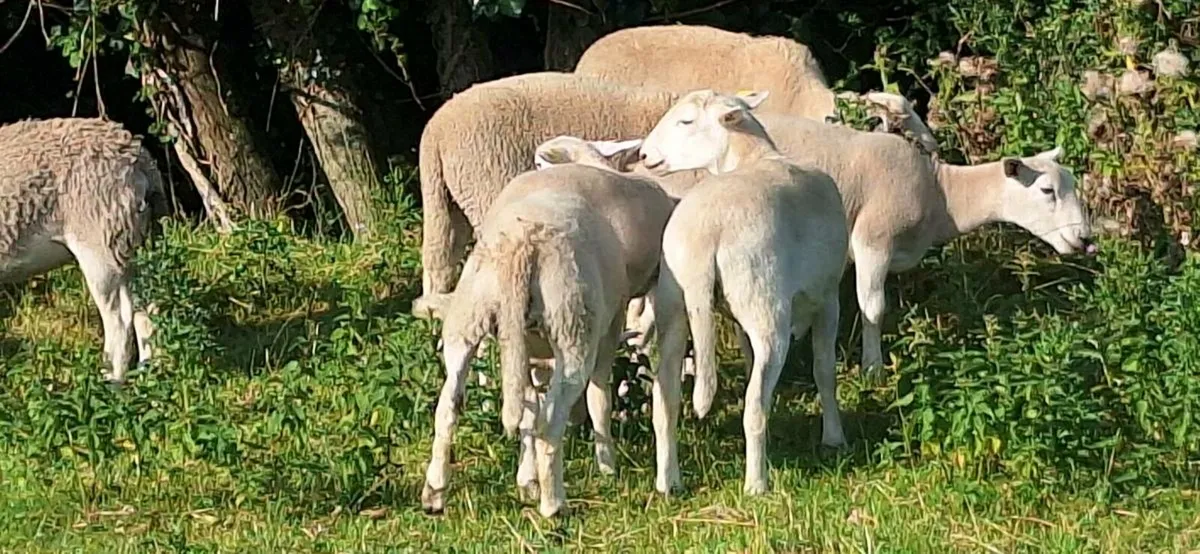 12 Easycare ewe  lambs - Image 3