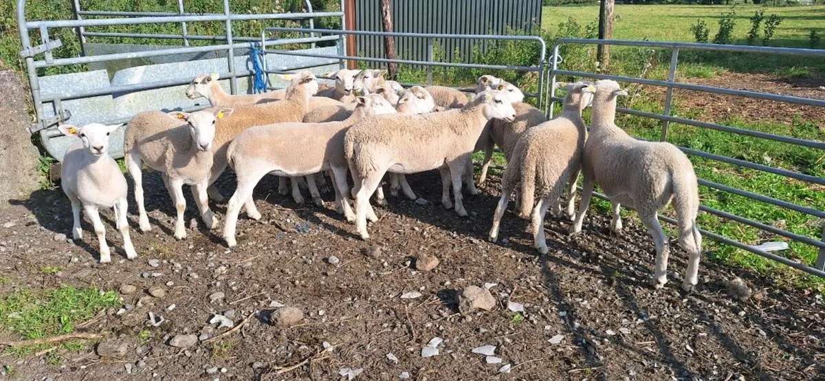 12 Easycare ewe  lambs - Image 4