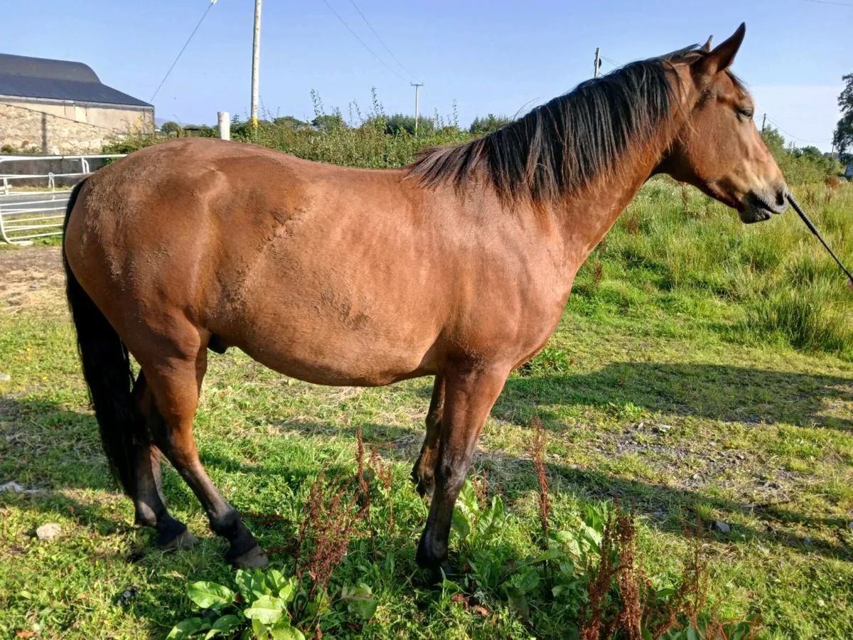 Ponys - Image 1
